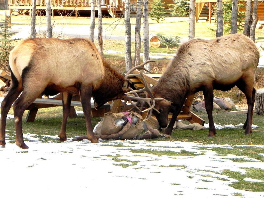 Riverview Pines Villa Estes Park Buitenkant foto